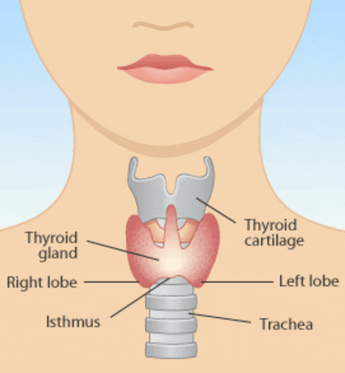 thyroid-disorders-hypothyroidism-hyperthyroidism